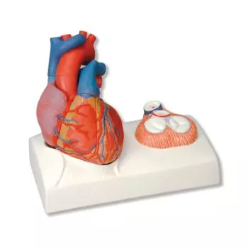 Modello di cuore G01