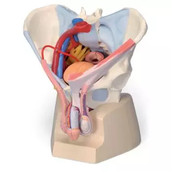 Bacino maschile con legamenti, vasi, nervi, pavimento pelvico e organi, 7 pezzi - 3B