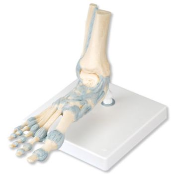 Modello di scheletro del piede con legamenti M34