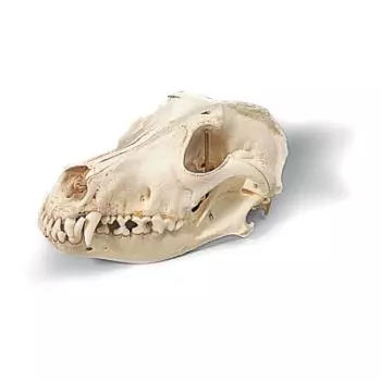Cranio di cane (Canis domesticus) T30021