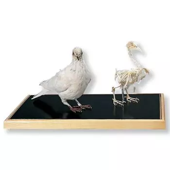Scheletro di colombo e colombo imbalsamato (Columba palumbus) - 3B