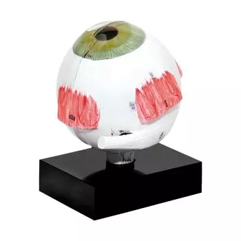 Modello di occhio per biometria a ultrasuoni - 3B