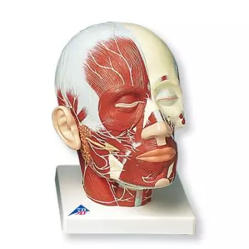 Muscolatura della testa con nervi VB129