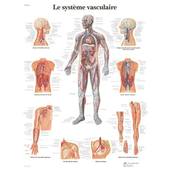Tavola anatomica, Il sistema vascolare VR2353UU 3B Scientific