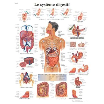 Tavola anatomica, L'apparato digestivo VR2422UU 3B Scientific