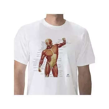 T-shirt anatomiche; Muscolatura W41014