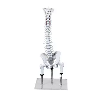 Colonna vertebrale per dimostrazione di postura scorretta Erler Zimmer 4017