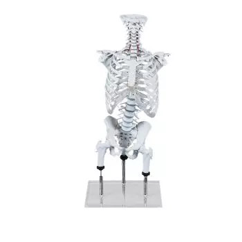 Colonna vertebrale per dimostrazione di postura scorretta (metodo Zilgrei)