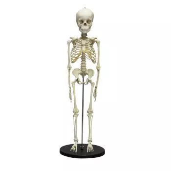 Modello di scheletro di bambino di 5 anni Erler Zimmer 2800