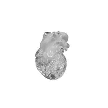 Modello didattico di cuore flessibile G510 Erler Zimmer