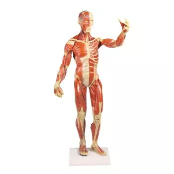 Modello anatomico di muscolatura B90 Erler Zimmer