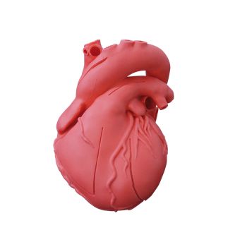 Modello didattico di cuore flessibile G500 Erler Zimmer
