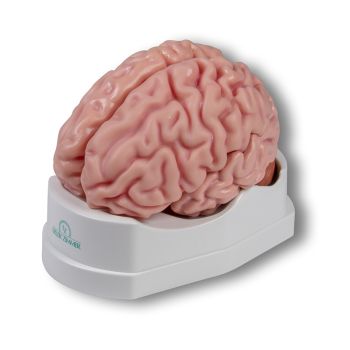 Modello del cervello in 5 parti Erler Zimmer C918