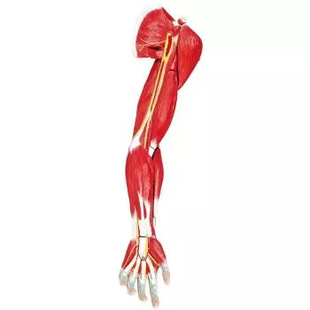 Muscoli del braccio umano in 7 parti Erler Zimmer M111