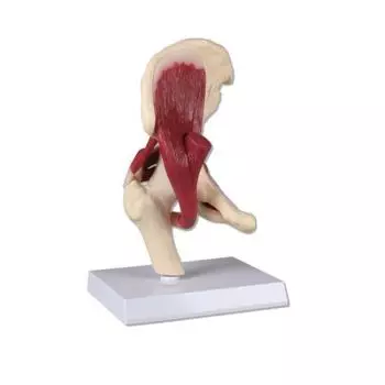 Articolazione dell'anca con muscolatura, a grandezza naturale Erler Zimmer 4663