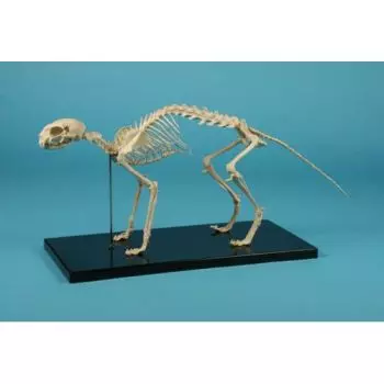 Modello di scheletro di gatto Erler Zimmer VET1550