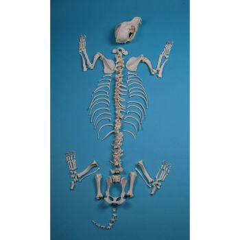 Scheletro di cane Erler Zimmer VET3020