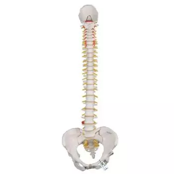 Colonna vertebrale flessibile classica, con bacino femminile A58/4