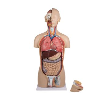 Modello di torso umano bisessuato con schienale aperto scomponibile 27 parti B235 Erler Zimmer 