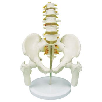 Modello anatomico di bacino con vertebre lombari e teste femorali in 5 pezzi