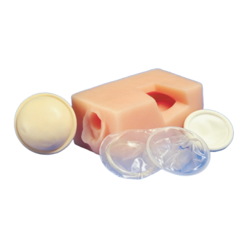 Modello contraccettivo pelvico femminile W43079 3B Scientific