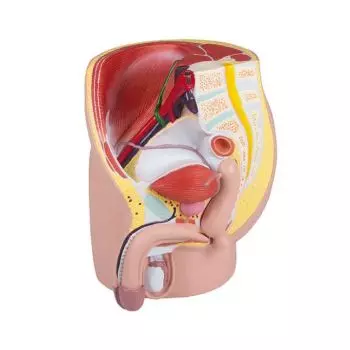 Modello anatomico di bacino maschile in 4 parti