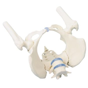 Bacino femminile con osso sacro Erler Zimmer 4059 