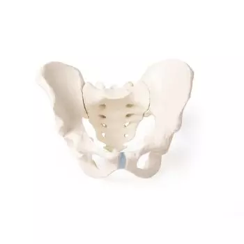 Modello anatomico del bacino con osso sacro maschile 4052 Erler Zimmer