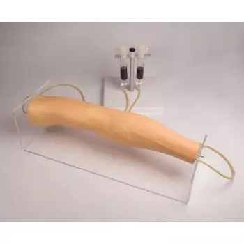 Modello didattico del braccio per iniezioni endovenose Erler Zimmer 7020