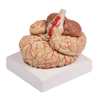 Modello anatomico di cervello con arterie in 9 parti C220 Erler Zimmer