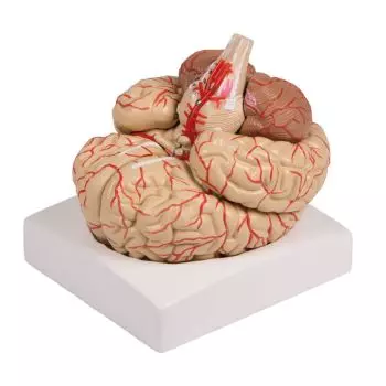 Modello anatomico di cervello con arterie in 9 parti C220 Erler Zimmer