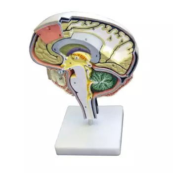 Modello anatomico di sezione del cervello C77 Erler Zimmer