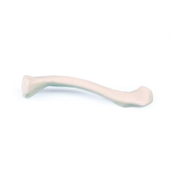 Clavicola, destra Erler Zimmer 3085R
