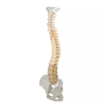 Colonna vertebrale didattica colorata con bacino smontabile, su supporto Erler Zimmer 4010