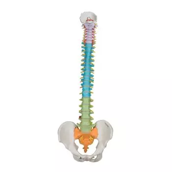 Colonna vertebrale con bacino flessibile versione didattica Mediprem