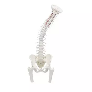 Colonna vertebrale bacino smontabile, sezioni del femore, senza supporto Erler Zimmer 4014-1