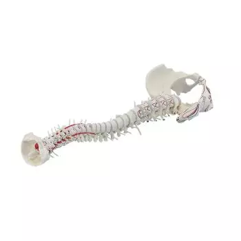 Colonna vertebrale con bacino smontabile, e marcaggio muscolare Erler Zimmer 4011-1