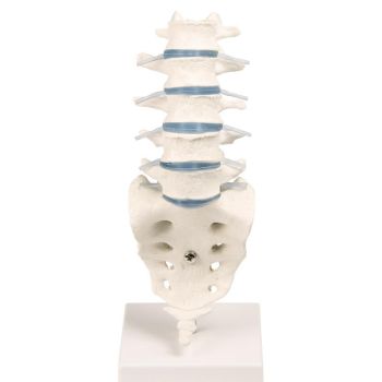 Modello di Colonna vertebrale lombare Erler Zimmer 4036