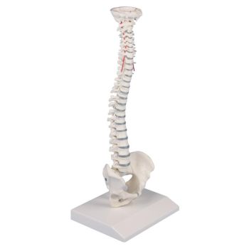 Colonna vertebrale elastica in miniatura Erler Zimmer 4001