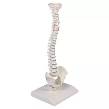 Colonna vertebrale elastica in miniatura Erler Zimmer 4001