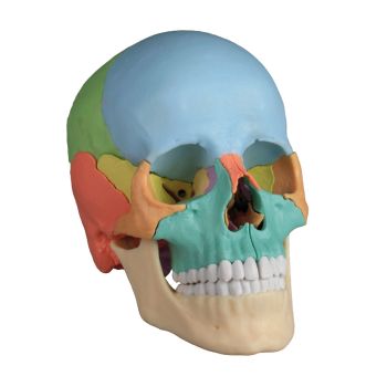 Cranio articolato - Versione didattica in 22 parti R4708 Erler Zimmer