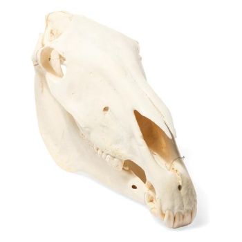 Cranio di cavallo (Equus caballus) T30017