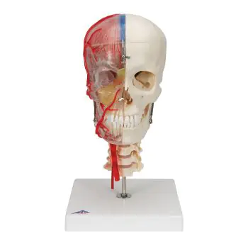 Modello di Cranio didattico di lusso BONElike in 7 parti A283