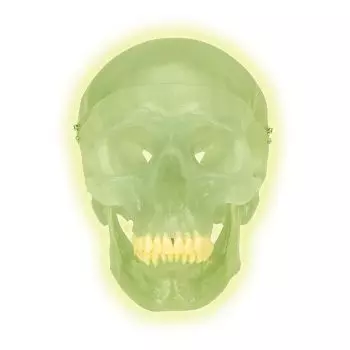 Cranio fluorescente A20/N