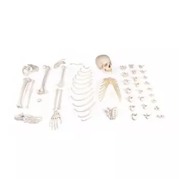 Modello didattico di scheletro destro smontato 3024 Erler Zimmer