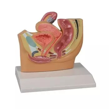 Modello anatomico di bacino femminile ridotto H220 Erler Zimmer