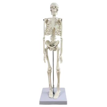 Mini scheletro anatomico umano 45cm Mediprem