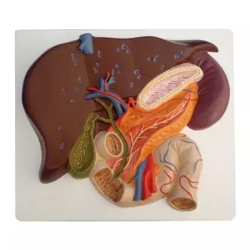 Sezione di fegato con cistifellea, pancreas e duodeno K440 Erler Zimmer