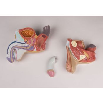 Organi genitali maschili in 4 parti L250 Erler Zimmer