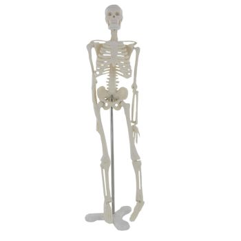 Mini scheletro anatomico umano 45cm Mediprem